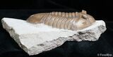 / Inch Asaphus Lepidurus Trilobite #2789-3